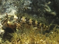 Coryphoblennius galerita