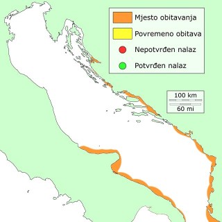 rijecna-babica-distribucija