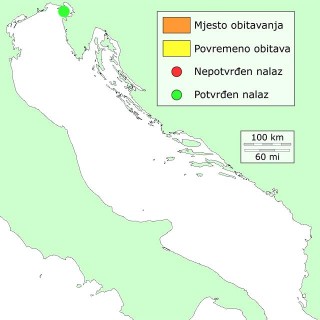 zebrica-distribucija