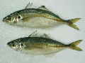 Caranx rhonchus