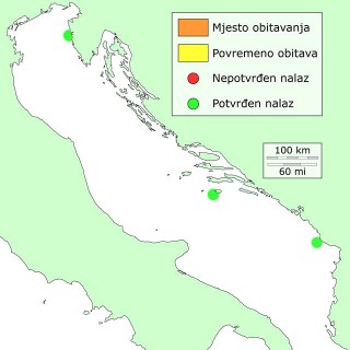 plavi-distribucija