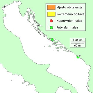 grbavi-distribucija