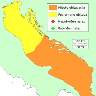 modrulja-distribucija