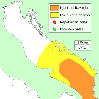 golemi-sarun-distribucija