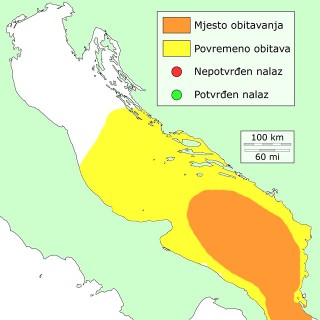 grboglavka-distribucija