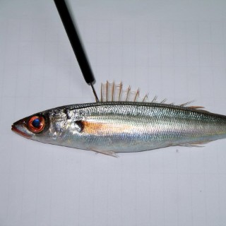 C.cirrus