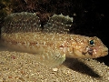 Gobius geniporus