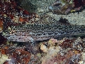 Gobius bucchichii