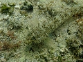 Gobius fallax