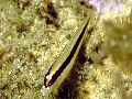 Gobius vittatus