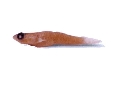 Vanneaugobius dollfusi