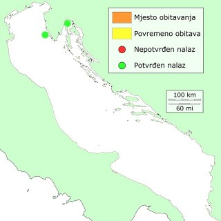 gulijev-distribucija