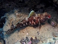 Gobius cruentatus