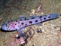 Thorogobius ephippiatus