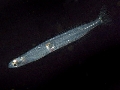 Crystallogobius linearis