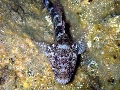 Gobius pagenellus