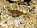 Gammogobius steinitzi