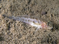 Lesueurigobius friesii