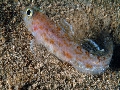 Thorogobius macrolepis