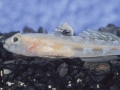 Vanneaugobius pruvoti