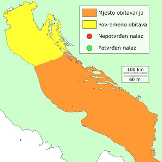 drozd-distribucija