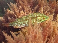 Symphodus roissali