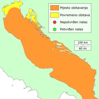 pesac-ljuskavac-distribucija