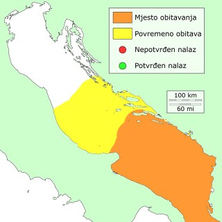 sarko-distribucija