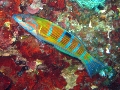 Thalassoma pavo