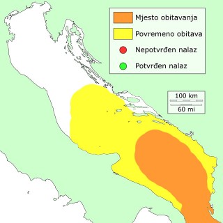 ljuskotrn-distribucia