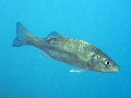 Dicentrarchus labrax