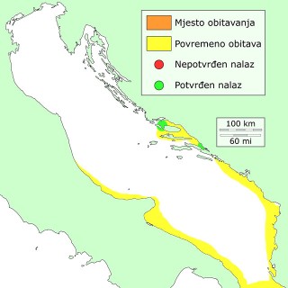 piknjavac-distribucija