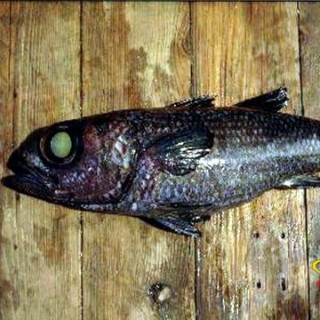 epigonus telescopus