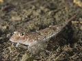 Callionymus maculatus