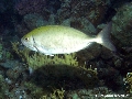 Siganus rivulatus