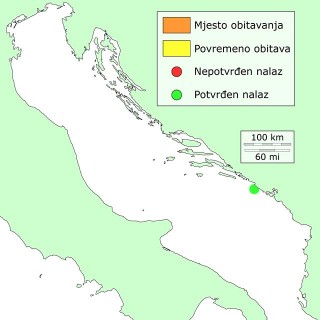 mramorna-riba-distribucija