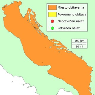 blatarica distribucija