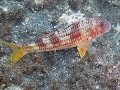 Mullus surmuletus