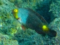 Sparisoma cretense