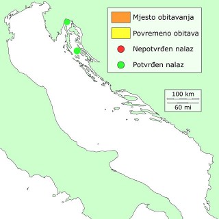 srebrna-plotica-distribucija