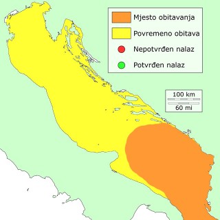 kirnja-dubinska-distribucija