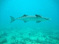 Remora remora