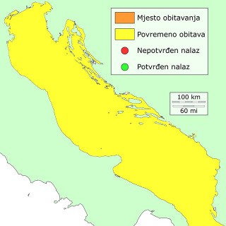 priljepusa-distribucija