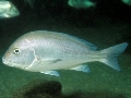 Plectorhinchus mediterraneus	