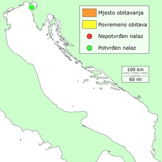 morski-vepar-distribucija