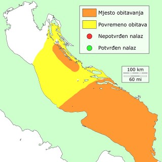 bijela-kirnja-distribucija