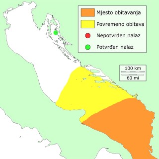 cesljasta-distribucija