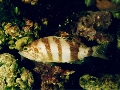 Serranus hepatus