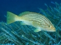 Epinephelus costae