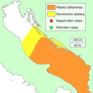 galinjaca-distribucija